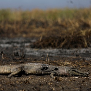 Perda da cobertura natural deixa Brasil mais vulnerável à crise climática