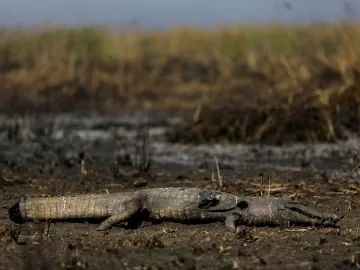 PF cumpre mandados contra incêndios criminosos na região do Pantanal