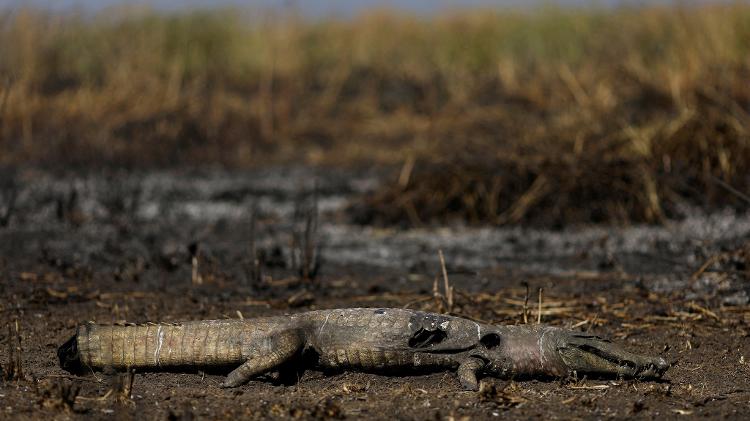 Jacaré morto em meio à vegetação queimada no Pantanal em Corumbá (MS)