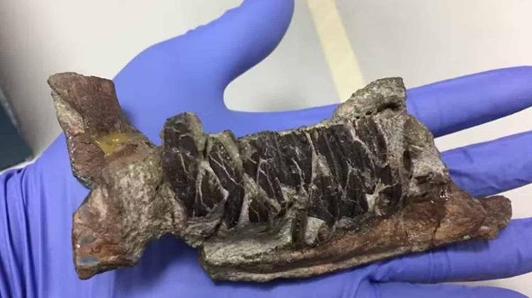 Fóssil de Telmatosaurus com tumor Fóssil de Telmatosaurus com tumor