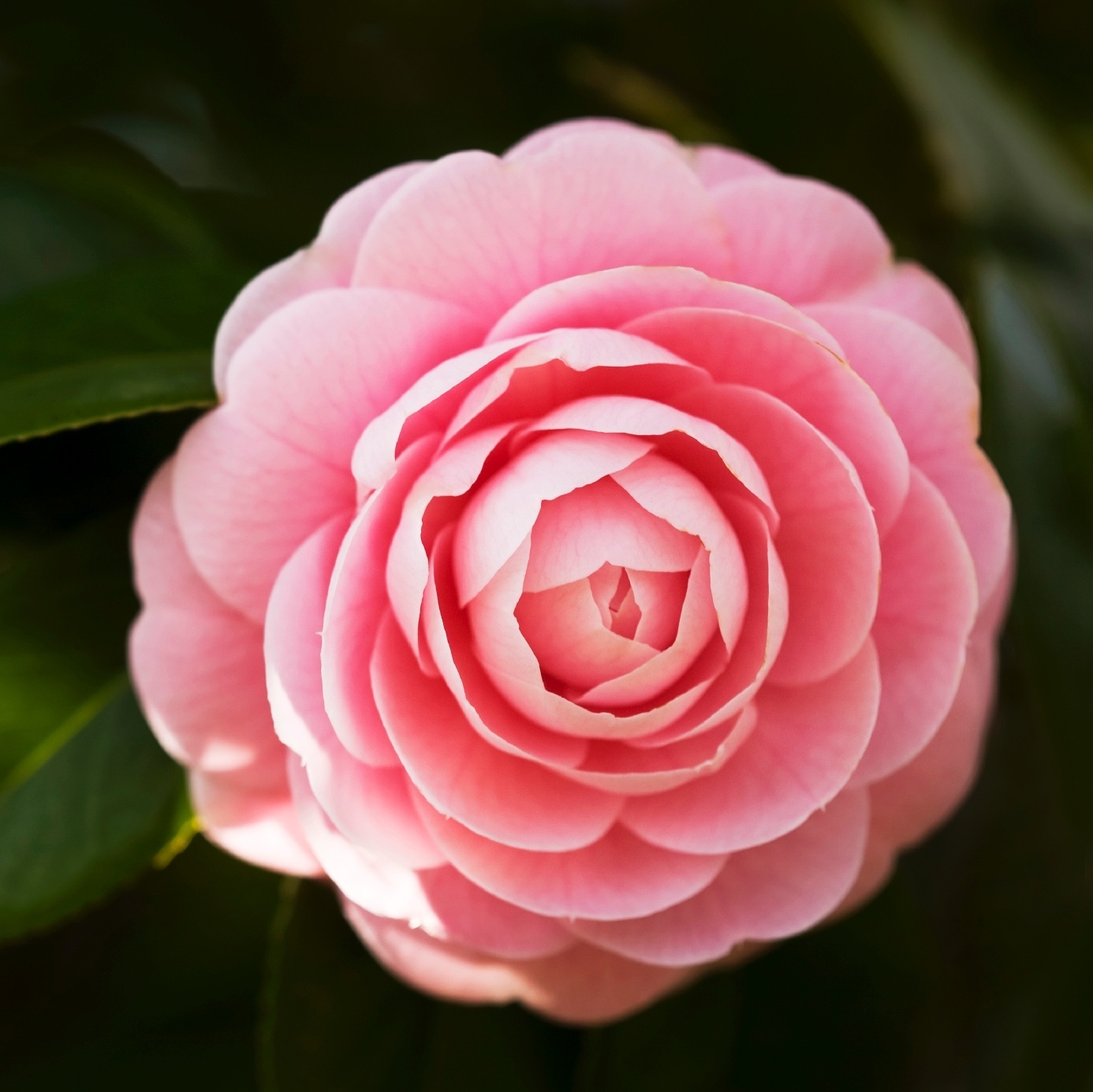 Camélia: da mesma família do chá, a espécie Camellia japonica apresenta flores solitárias, de diversas cores, sendo as brancas, róseas e vermelhas as mais comuns. Plante-a em solos ácidos e bem irrigados, em locais à meia-sombra ou sob sol pleno. Fique atento: a planta é suscetível ao ataque de cochonilhas - Getty Images