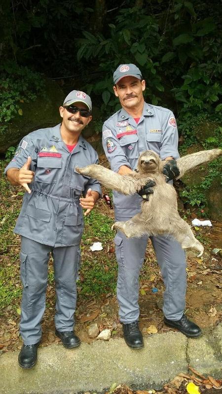 Bicho preguiça capturado em São Sebastião - Reprodução/Facebook