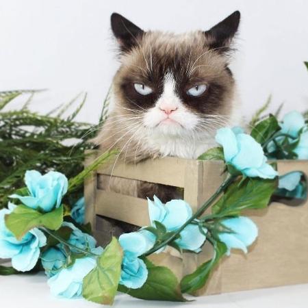 Grumpy Cat - Reprodução/Instagram.com/realgrumpycat