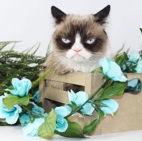 Reprodução/Instagram.com/realgrumpycat
