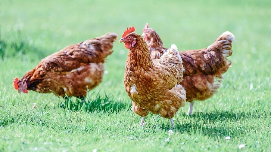 População de galinhas cresceu desenfreadamente em Key West e comissário culpa cidadãos que alimentam as aves pelo ocorrido - iStock