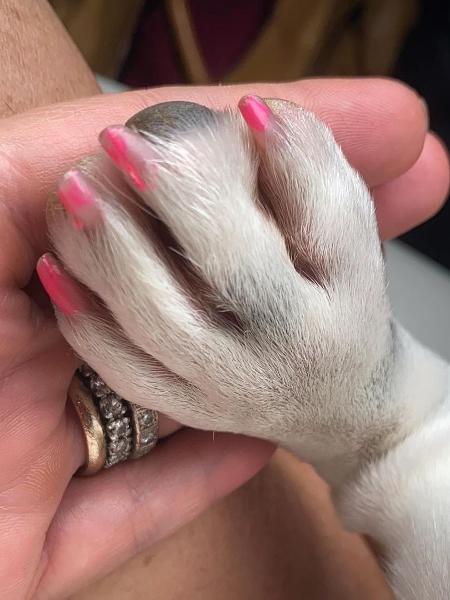 Patricia Maldonado mostra que as filhas pintaram as unhas da sua cachorra - REPRODUÇÃO/INSTAGRAM