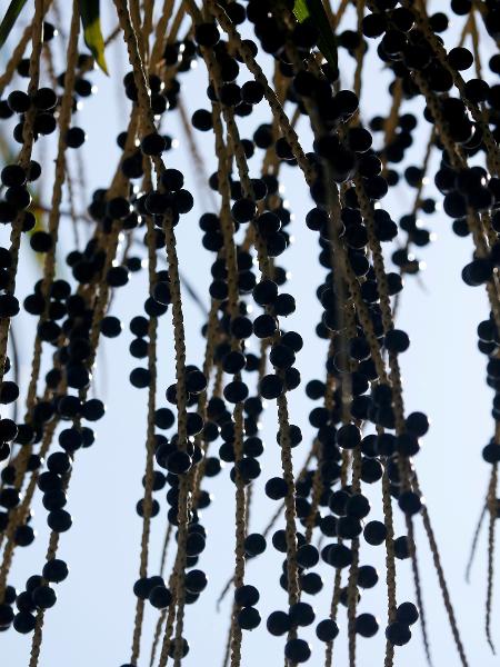 Açaí - Ricardo Lima/Getty Images - Ricardo Lima/Getty Images