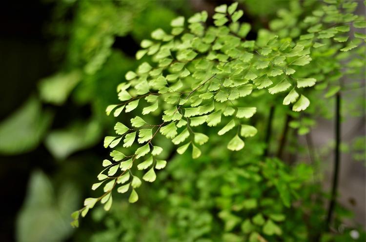 O segredo para manter a avenca saudável é o controle entre a boa iluminação e a rega - Getty Images/iStockphoto - Getty Images/iStockphoto