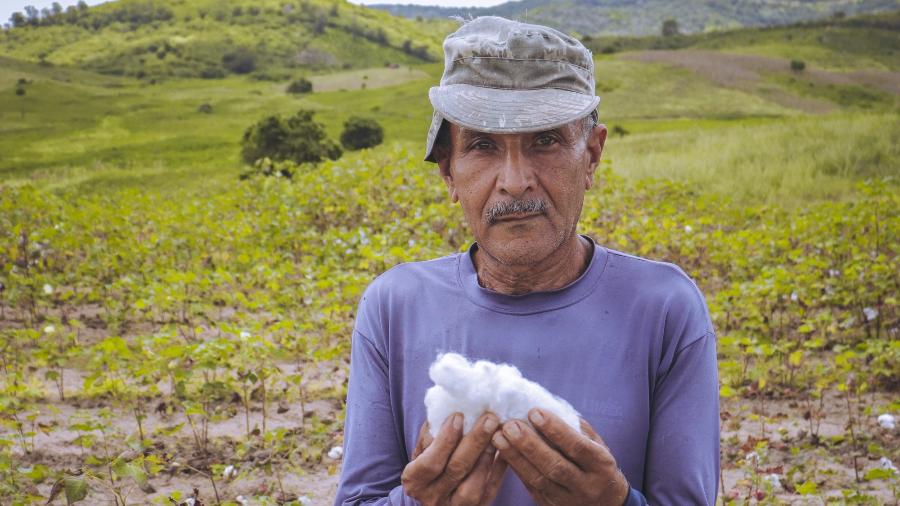Cultivo de algodão retorna ao agreste paraibano e muda vida de lavradores - Divulgação