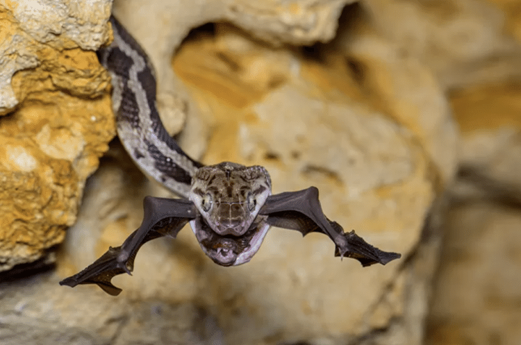 A cena foi capturada no interior de uma caverna no México onde cobras caçam morcegos no cair da noite - Fernando Constantino Martínez Belmar/WPY - Fernando Constantino Martínez Belmar/WPY