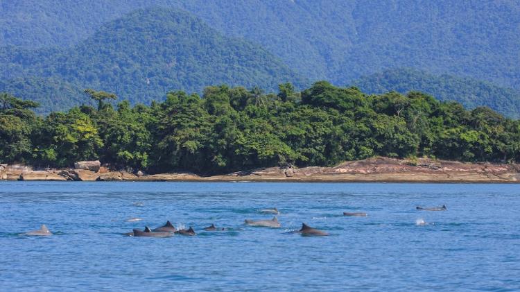 Grupo de botos-cinza na Baía da Ilha Grande. Dos três estuários do Rio de Janeiro onde vivem esses botos, a Ilha Grande continua sendo a mais preservada