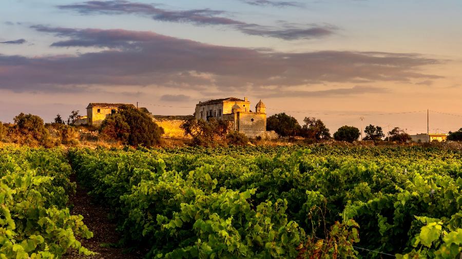 Vinhedos em um quinta em Marsala, na Sicília Vinhedos em um quinta em Marsala, na Sicília