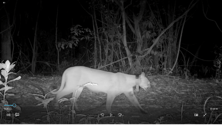 O macho de onça-parda Corumbá, captado em imagem de armadilha fotográfica O macho de onça-parda Corumbá, captado em imagem de armadilha fotográfica