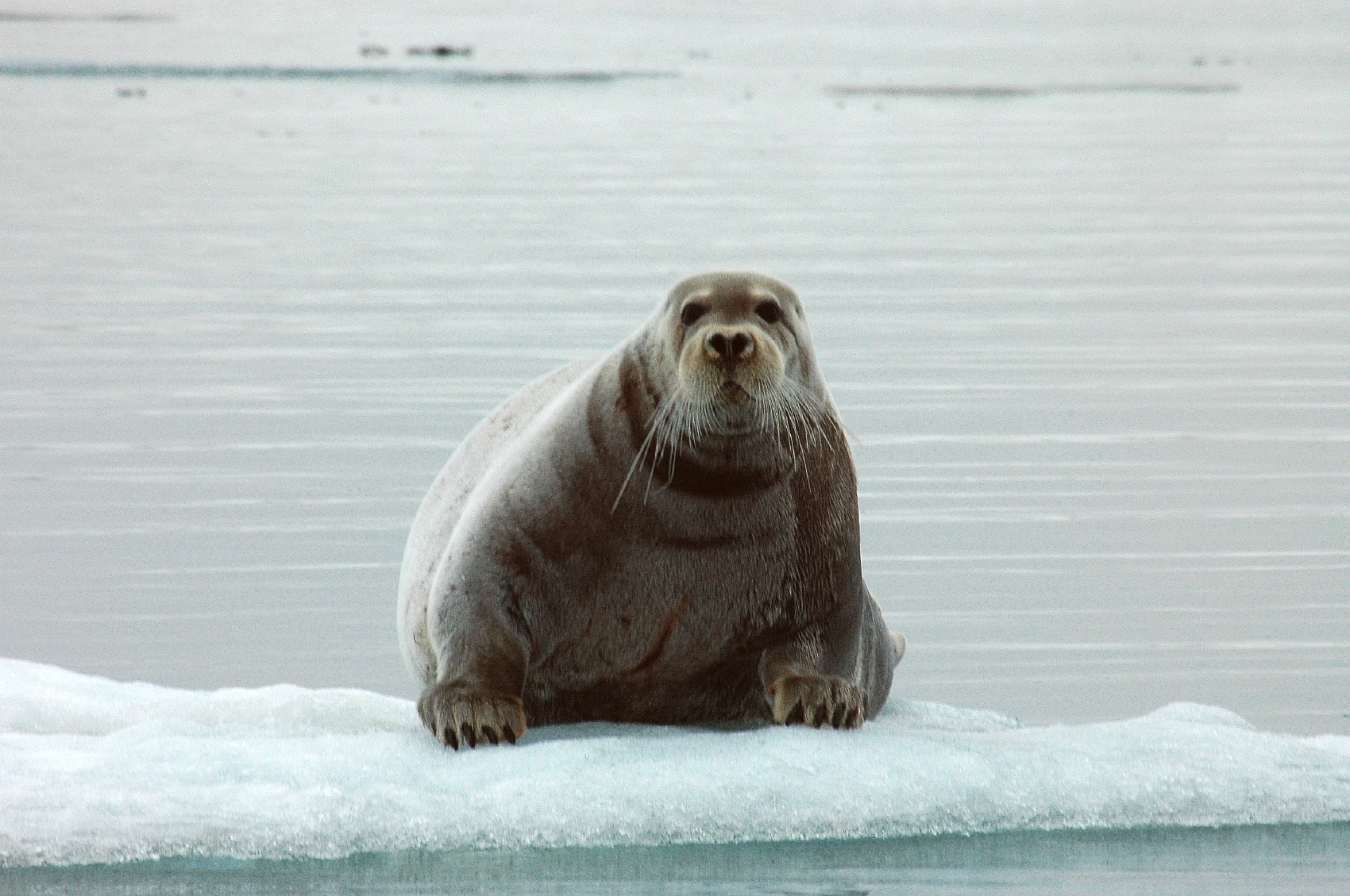A foca-anelada é tida como a menor foca das regiões árticas, com seu tamanho geralmente em 1,5m de comprimento e com peso médio entre 50kg e 70kg (mas que pode chegar a 140kg). É importante fonte de alimento de povos indígenas, sendo preferida em relação à foca-barbuda - Getty Images