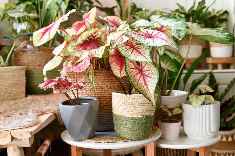 A Caladium migrou do jardim para os vasos dentro de casa, mas é preciso cuidados especiais - Getty Images/iStockphoto - Getty Images/iStockphoto