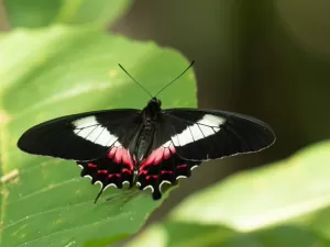 Borboleta, formiga, barata: bichos carregam mensagens ocultas. Descubra 