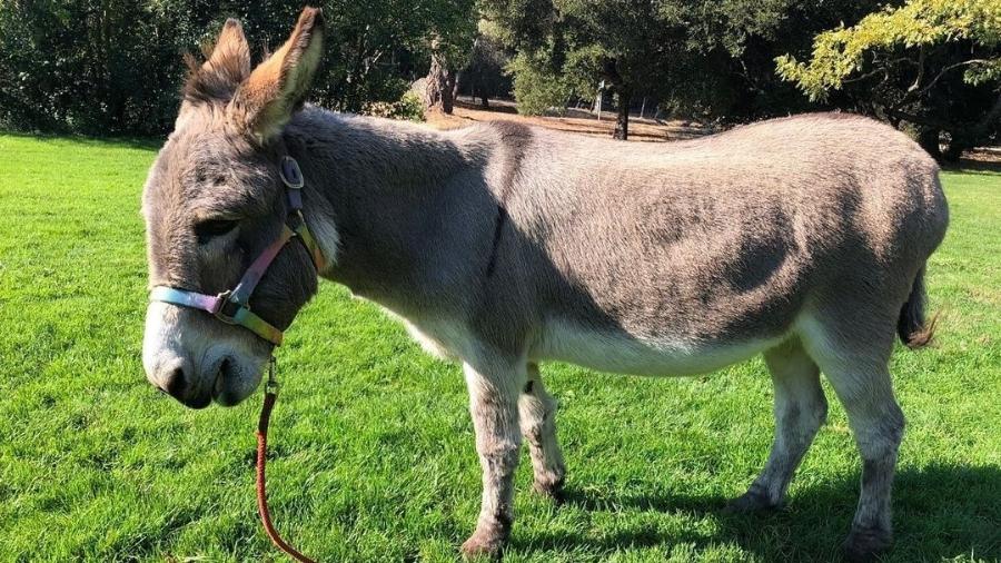 O burro Perry tem 30 anos e foi inspiração para o personagem de 'Shrek'