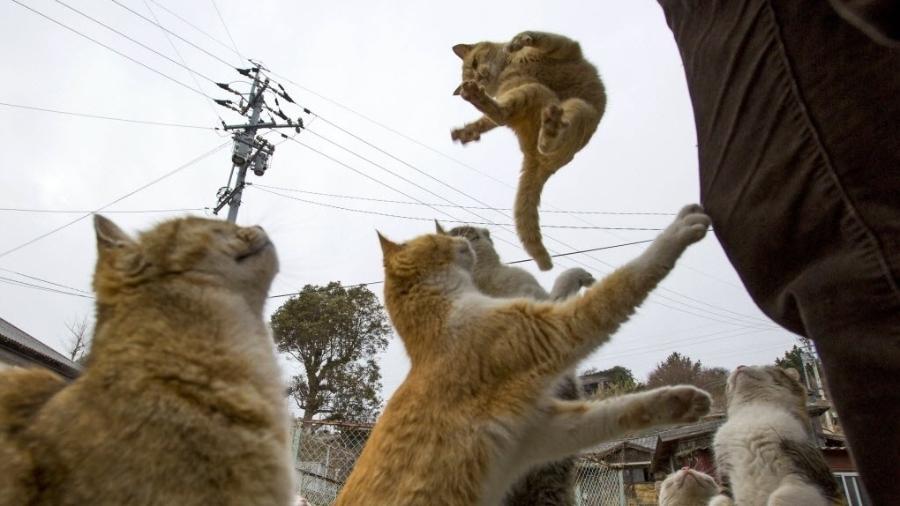 Gato salta para pegar comida oferecida por um turista na ilha Aoshima - Thomas Peter/Reuters