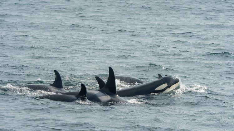Orcas mais velhas ensinam técnicas de caça aos membros mais novos do grupo.