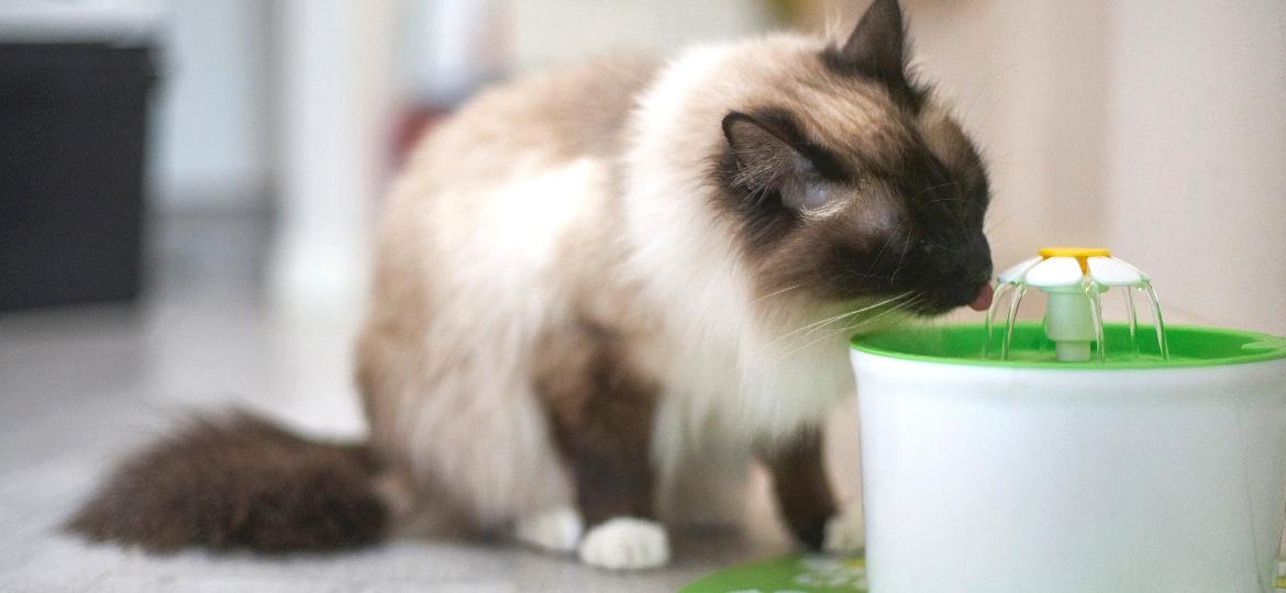 Para manter a saúde em dia, gatos precisam de hidratação constante e fontes são aliadas - Getty Images
