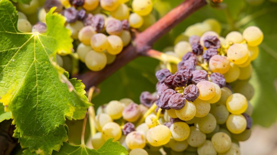 Uvas típicas com Botrytis cinerea para produção de vinhos mofados - iStock / Getty Images 