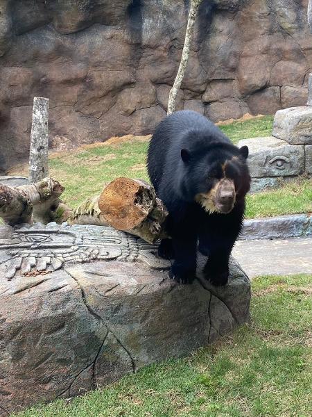 Exemplar do chamado urso de óculos - Divulgação - Divulgação