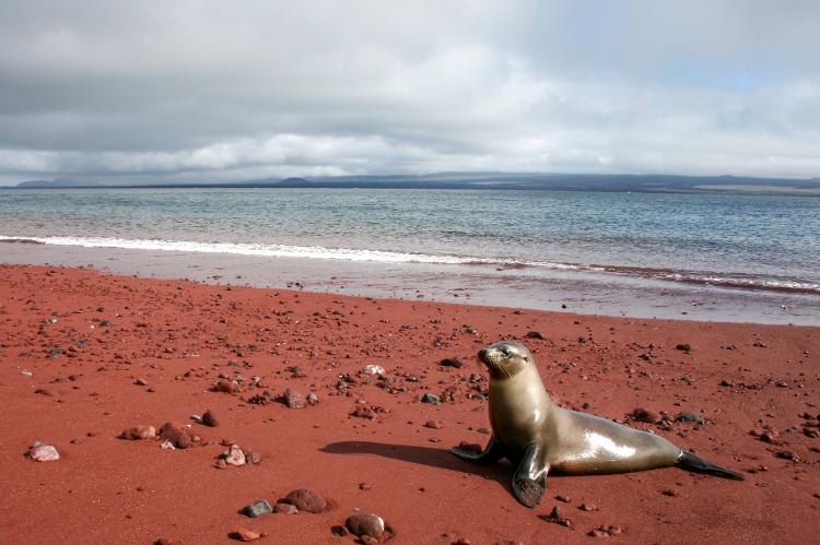 Playa Roja, Isla Rábida, em Galápagos