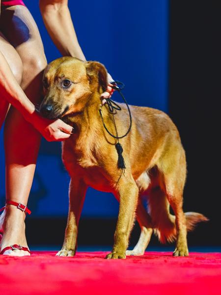 32% dos cachorros com dono no Brasil são vira-latas; outros 62% dos pets são de raça