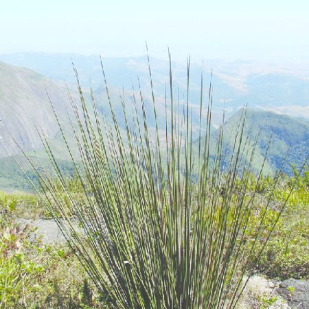 Glaziophyton mirabile, o bambu mais raro do mundo, que só ocorre nas altas montanhas de Petrópolis (RJ) Glaziophyton mirabile, o bambu mais raro do mundo, que só ocorre nas altas montanhas de Petrópolis (RJ)