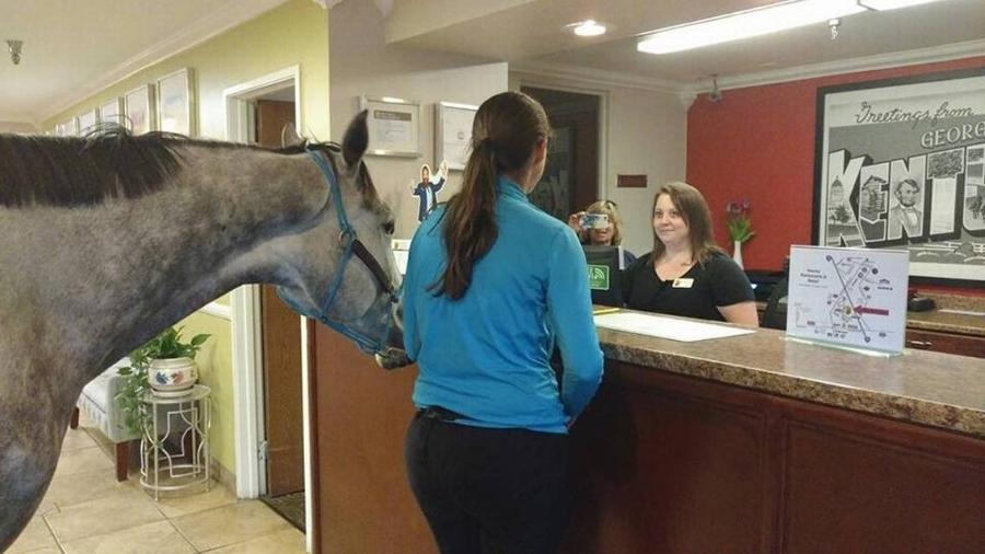 A cavaleira canadense Lindsey Patridge e seu cavalo de corrida Blizz  - Reprodução/Facebook