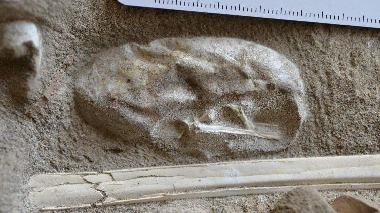 dinossauros - Arquivo Pessoal - Arquivo Pessoal