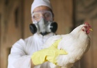 Mais de 10 ilhas do Espírito Santo são fechadas após casos de gripe aviária - Peter Garrard Beck/Getty Images