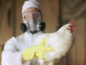 OMS confirma primeiro caso humano fatal de gripe aviária H5N2