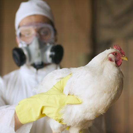 Desde o final do verão, a França já havia declarado quatro casos de gripe aviária na fauna selvagem - Peter Garrard Beck/Getty Images