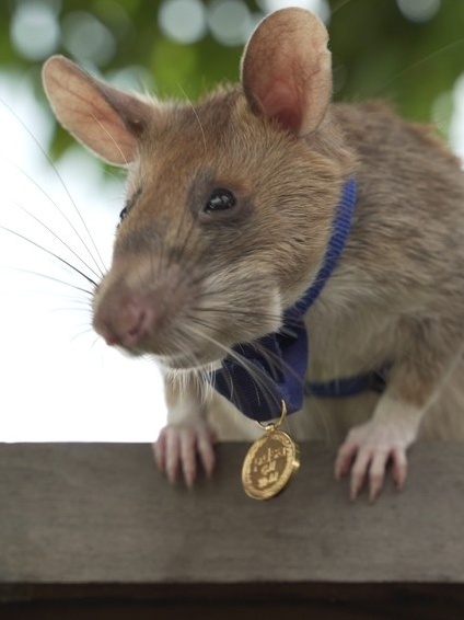 Magawa, o “rato herói“ que farejava minas terrestres, morre aos