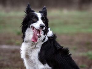 Border Collies foram considerados geneticamente mais flexíveis - Getty Images/iStockphoto - Getty Images/iStockphoto