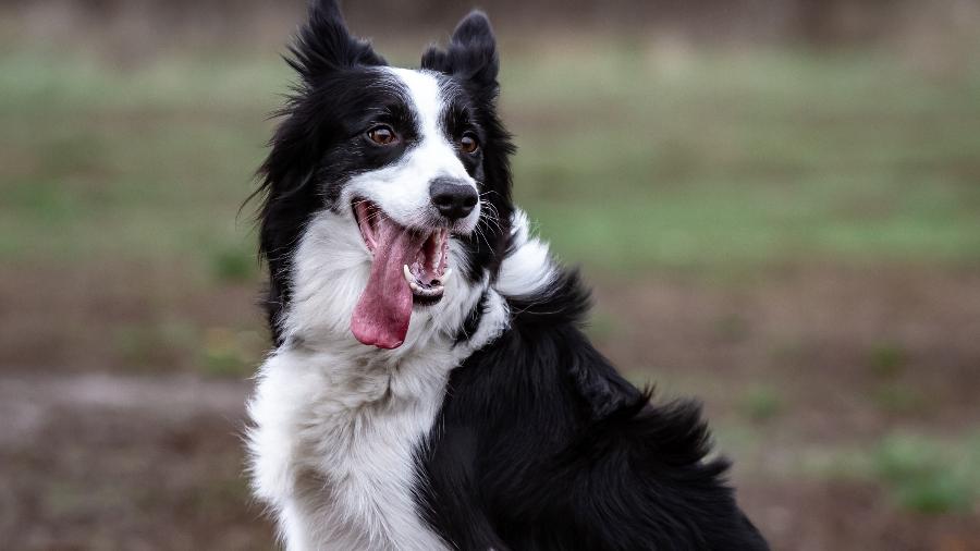 Border Collie está entre as raças que mais se destacam entre interpretação de comandos Border Collie está entre as raças que mais se destacam entre interpretação de comandos