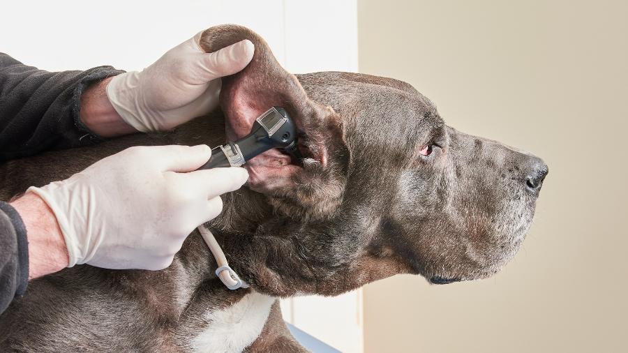 Otite provoca coceira, dor e sofrimento em pets; prevenção é o melhor remédio - Getty Images
