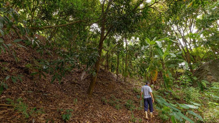 Agrofloresta em Feliz Lembrança Agrofloresta em Feliz Lembrança
