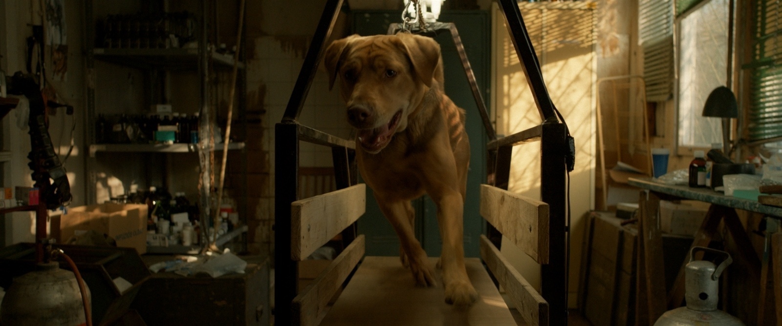 Cena de "White God" - Divulgação