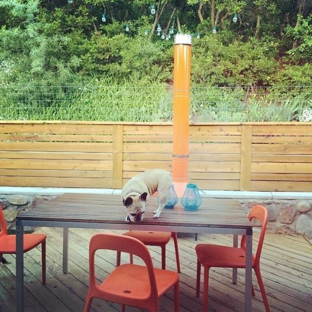 O buldogue francês Ollie, como outros pets, não aguenta uma novidade e foi dar aquela checada na força da mesa de madeira colocada sobre o deck - Instagram/@woofslc Seguir