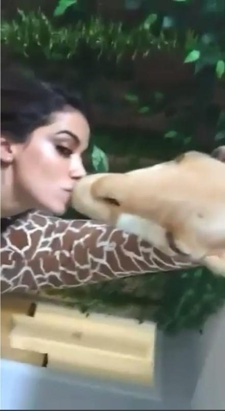 Anitta comemora 24 anos com festa com o tema "na selva" - Reprodução/Instagram