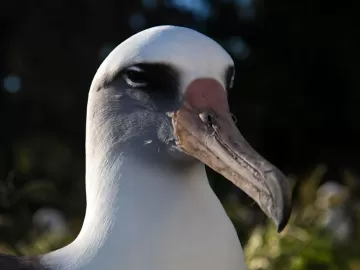 Cientistas lutam contra ataque de camundongos a albatrozes no Pacífico