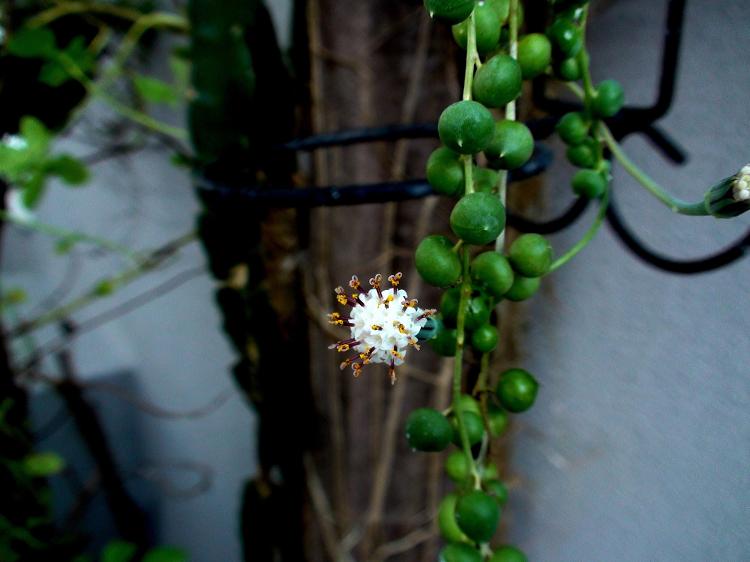 Flor de suculenta Colar de Pérolas - Getty Images/iStockphoto - Getty Images/iStockphoto