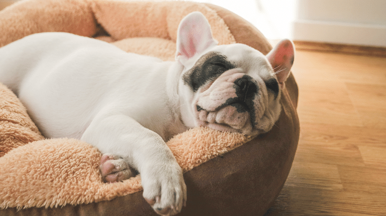 Bulldog Francês Bulldog Francês