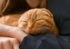 Sinal silencioso no comportamento de gatos deve ac