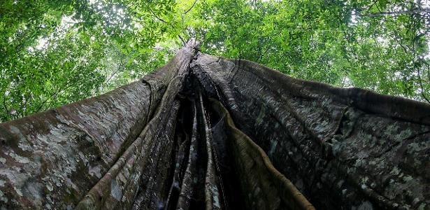 Notícias da Floresta