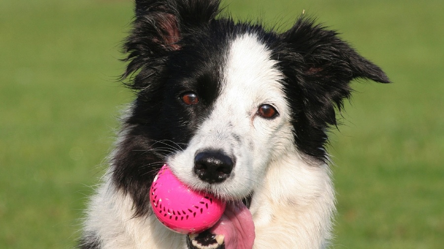 O border collie é tido como um cão excepcional em aprender e executar tarefas complexas