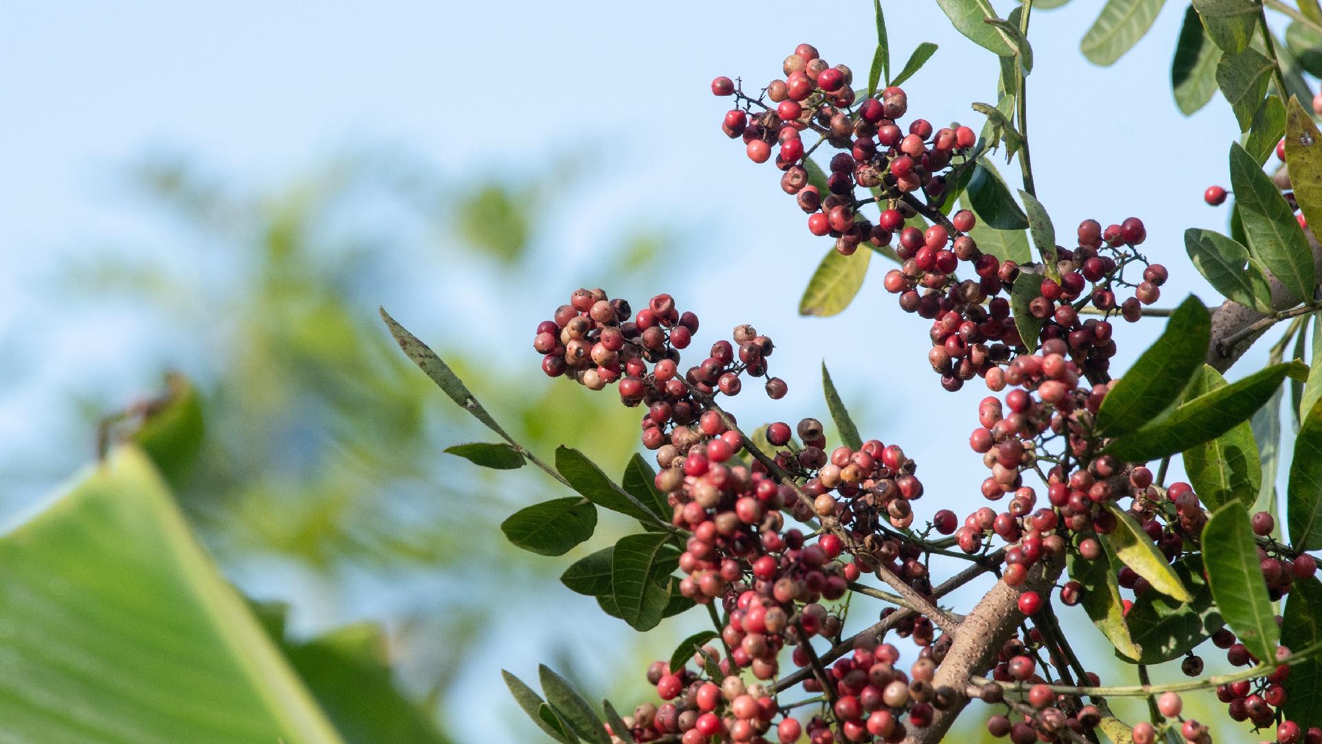 Pimenta rosa entre bananeiras em área de agrofloresta no interior de SP | Crédito: Flavio Moraes/UOL