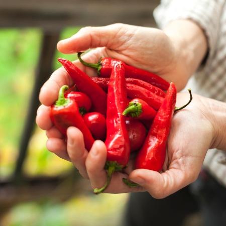 Pimenta dedo-de-moça - iStock - iStock